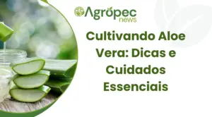 Cultivando Aloe Vera: Dicas e Cuidados Essenciais