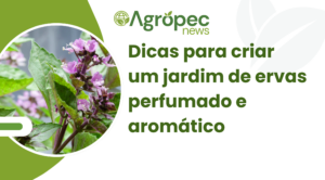 Dicas para criar um jardim de ervas perfumado e aromático