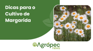 Dicas para o Cultivo de Margarida