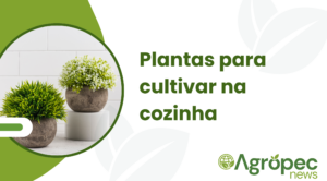 Plantas para cultivar na cozinha