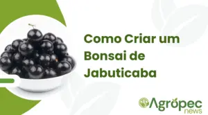 Como Criar um Bonsai de Jabuticaba