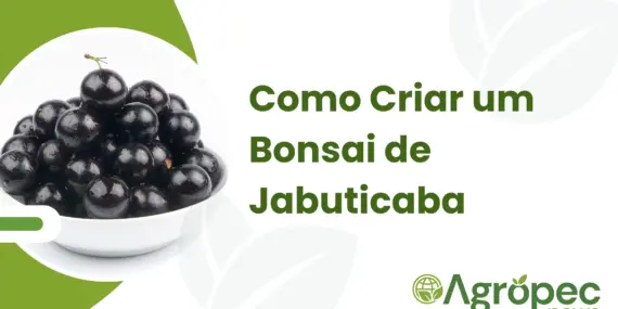 Como Criar um Bonsai de Jabuticaba