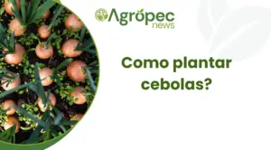Como plantar cebolas?
