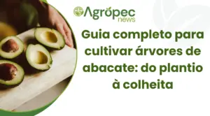 Guia completo para cultivar árvores de abacate: do plantio à colheita
