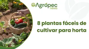 8 plantas fáceis de cultivar para horta