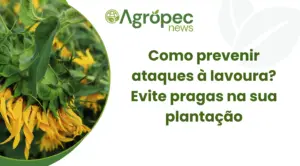 Como prevenir ataques à lavoura? Evite pragas na sua plantação