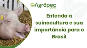 Entenda a suinocultura e sua importância para o Brasil
