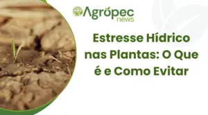 Estresse Hídrico nas Plantas: O Que é e Como Evitar