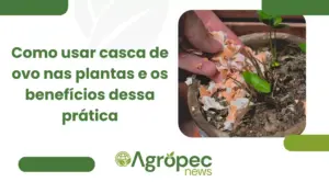 Como usar casca de ovo nas plantas e os benefícios dessa prática