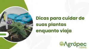 Dicas para cuidar de suas plantas enquanto viaja
