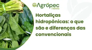 Hortaliças hidropônicas: o que são e diferenças das convencionais