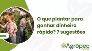 O que plantar para ganhar dinheiro rápido? 7 sugestões