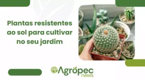 Plantas resistentes ao sol para cultivar no seu jardim