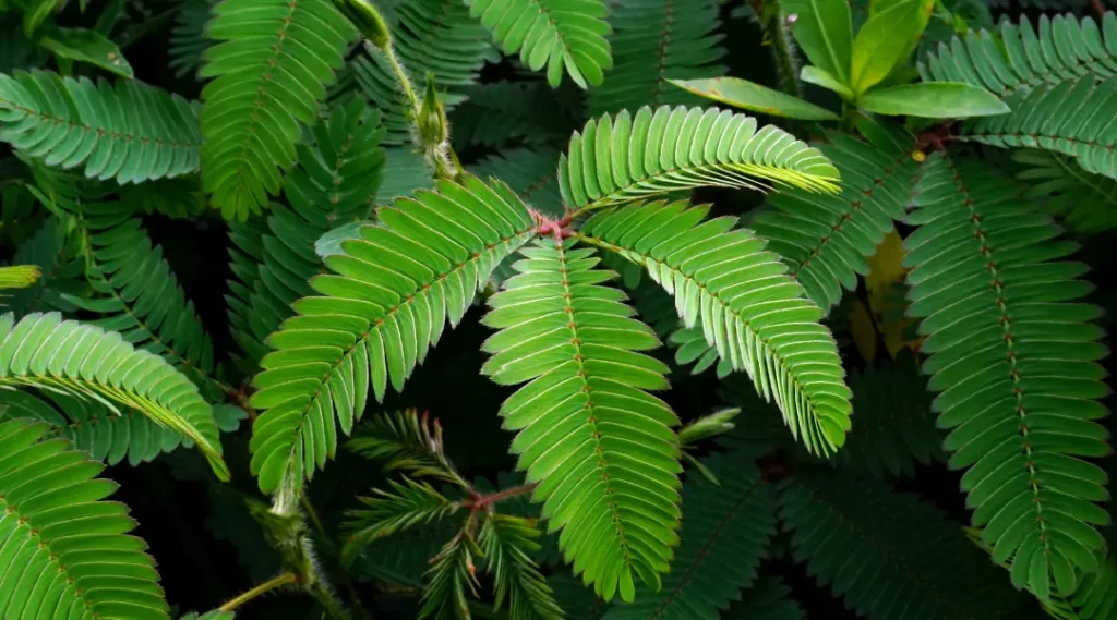 plantas daninhas na lavoura de soja