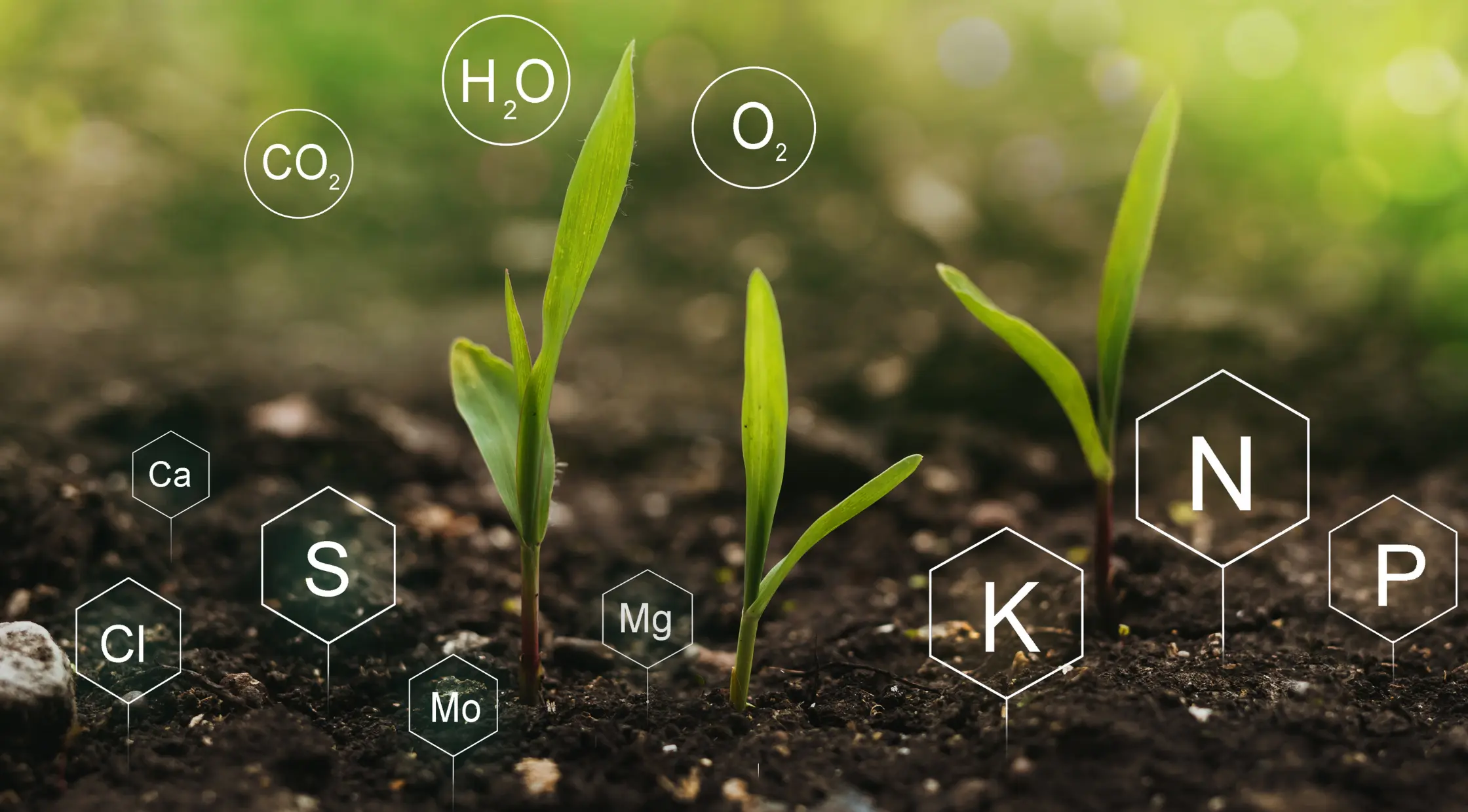 Adubação e fertilidade do solo: como fazer e técnicas essenciais