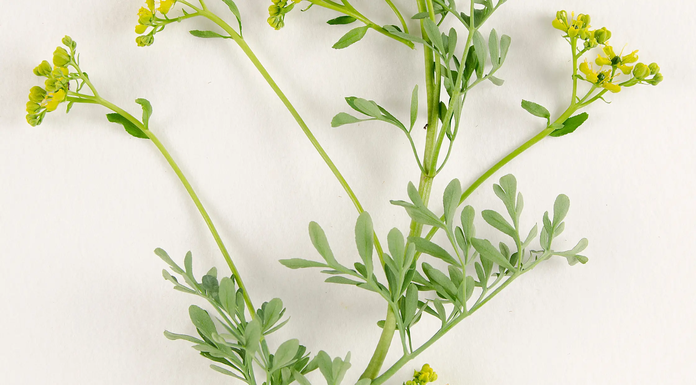 Como cultivar arruda e benefícios dessa planta