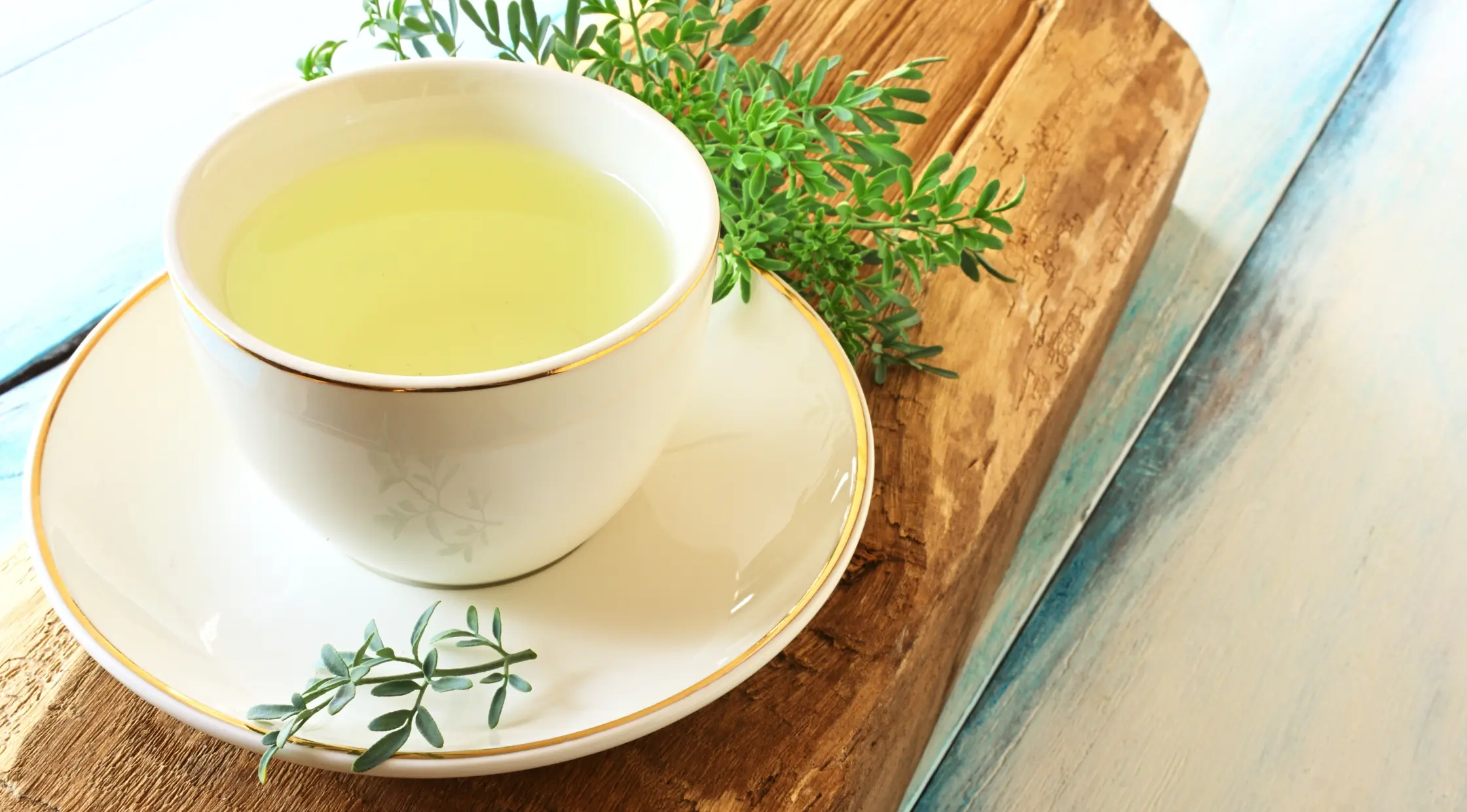 Como cultivar arruda e benefícios dessa planta