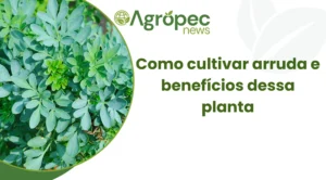 Como cultivar arruda e benefícios dessa planta