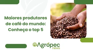 Maiores produtores de café do mundo: Conheça o top 5
