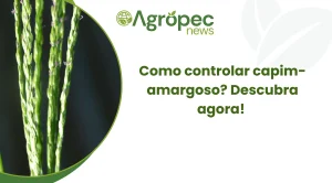 Como controlar capim-amargoso? Descubra agora!