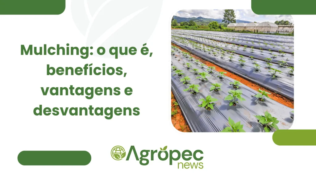 Mulching: o que é, benefícios, vantagens e desvantagens