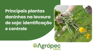 Principais plantas daninhas na lavoura de soja: identificação e controle