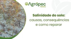Salinidade do solo: causas, consequências e como reparar
