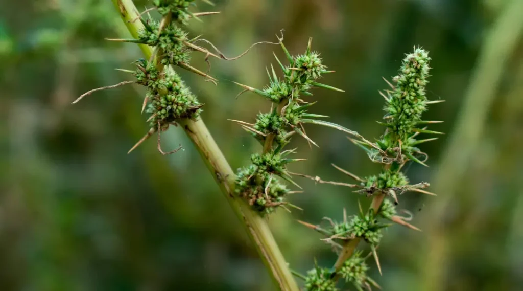 plantas daninhas na lavoura de soja