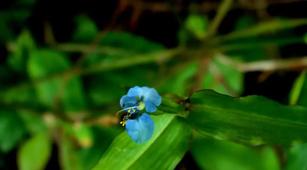 plantas daninhas na lavoura de soja