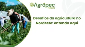 Desafios da agricultura no Nordeste: entenda aqui