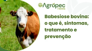 Babesiose bovina: o que é, sintomas, tratamento e prevenção