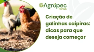 Criação de galinhas caipiras: dicas para que deseja começar