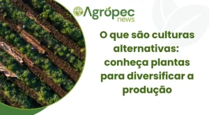 O que são culturas alternativas: conheça plantas para diversificar a produção