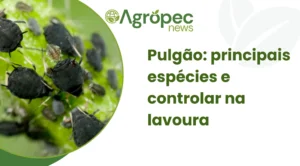 Pulgão: principais espécies e controlar na lavoura