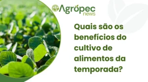 Quais são os benefícios do cultivo de alimentos da temporada?