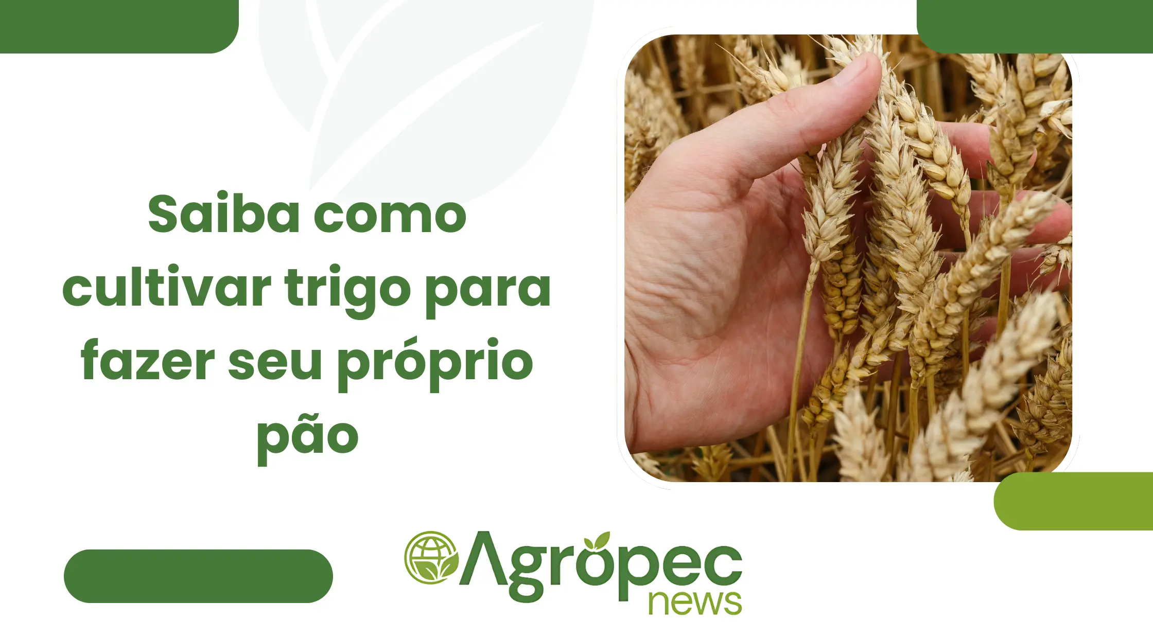 Saiba como cultivar trigo para fazer seu próprio pão | AgropecNews
