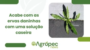Acabe com as Ervas Daninhas com uma Solução Caseira
