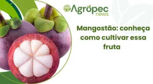 Mangostão: conheça como cultivar essa fruta