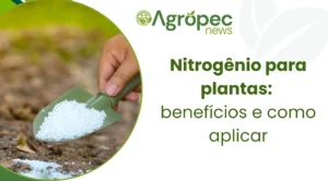 Nitrogênio para plantas: benefícios e como aplicar