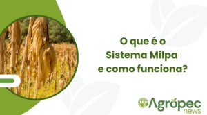 O que é o Sistema Milpa e como funciona?