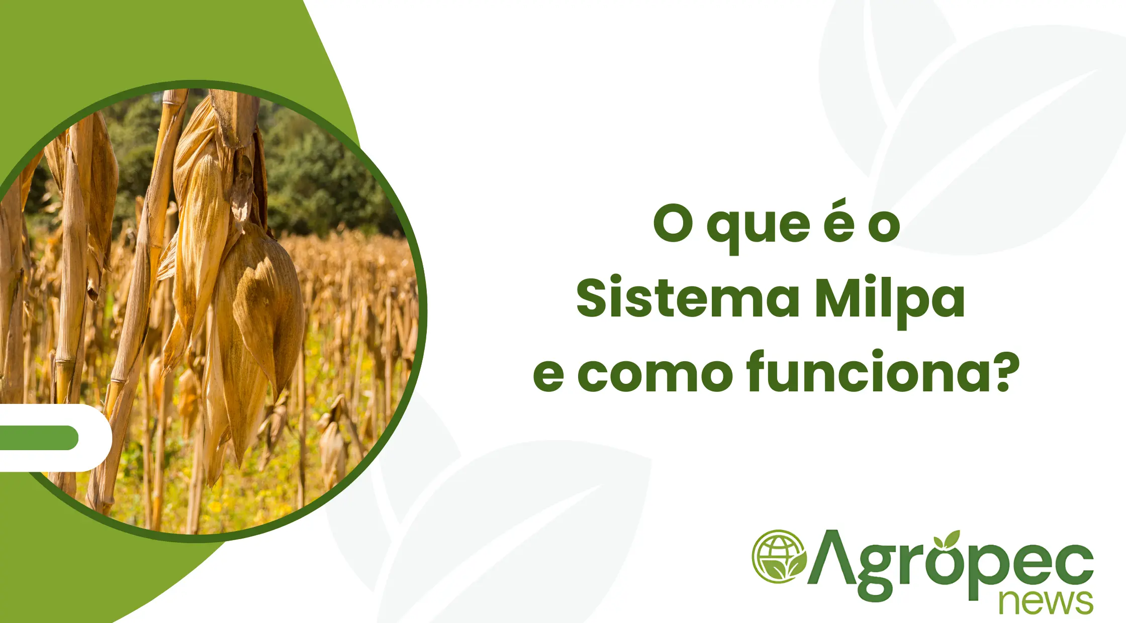 Milpa Field Rotation O que é o Sistema Milpa e como funciona?