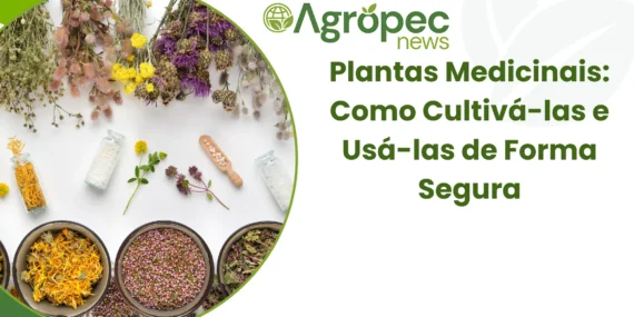 Plantas Medicinais: Como Cultivá-las e Usá-las de Forma Segura