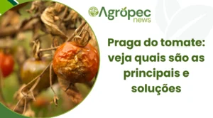 Praga do tomate: veja quais são as principais e soluções