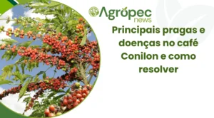 Principais pragas e doenças no café Conilon e como resolver