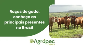 Raças de gado: conheça as principais presentes no Brasil
