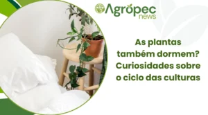As plantas também dormem? Curiosidades sobre o ciclo das culturas