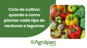 Ciclo de cultivo: quando e como plantar cada tipo de verduras e legumes