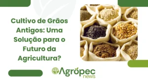 Cultivo de Grãos Antigos: Uma Solução para o Futuro da Agricultura?
