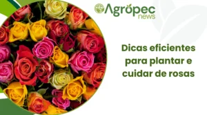 Dicas eficientes para plantar e cuidar de rosas