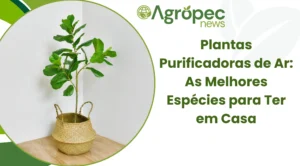 Plantas Purificadoras de Ar: As Melhores Espécies para Ter em Casa